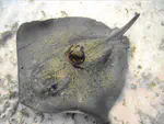 A 'hitch-hiker octopus' on a southern stingray at Fernando de Noronha Archipelago, SW Atlantic