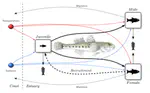 Assessing the effects of temperature and salinity oscillations on a key mesopredator fish from European coastal systems