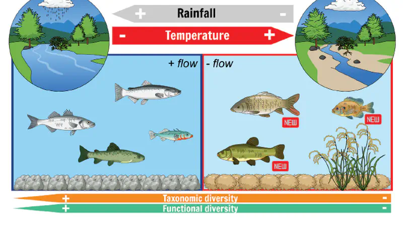 Disruptions caused by invasive species and climate change on the functional diversity of a fish community