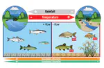 Disruptions caused by invasive species and climate change on the functional diversity of a fish community