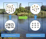 Physical legacy of freshwater bivalves: Effects of habitat complexity on the taxonomical and functional diversity of invertebrates